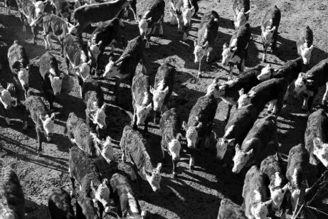 ME_CATTLE_aerial_small_BW
