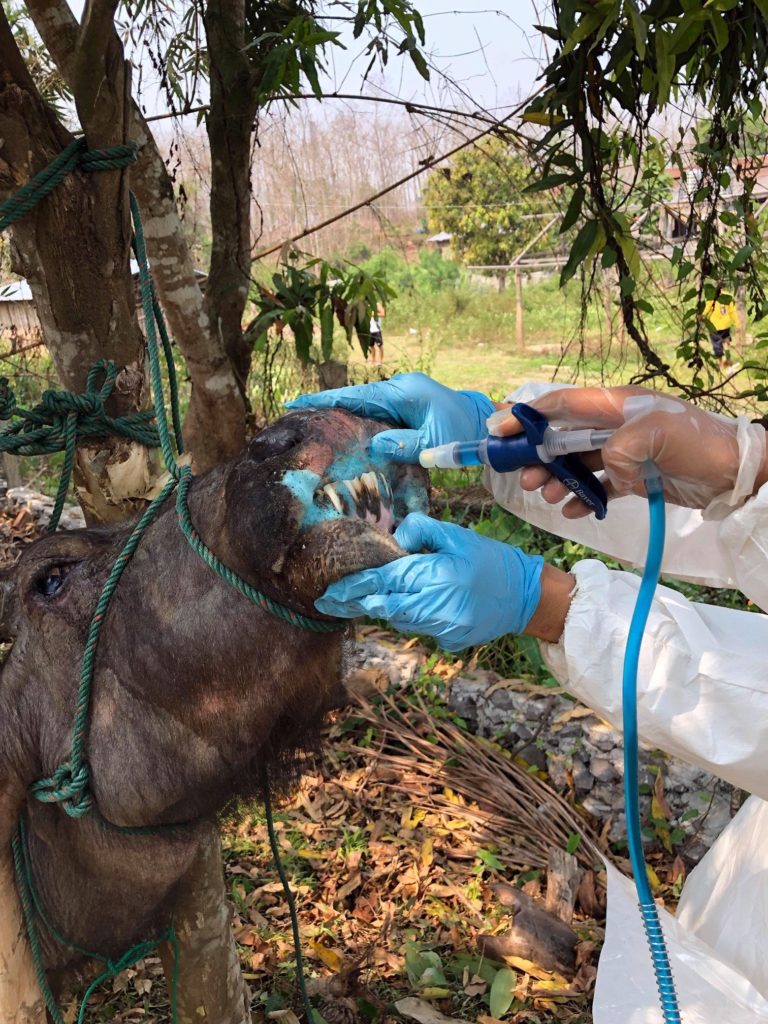 Lao buffalo treated for FMD due to an outbreak resulting from insufficient vaccine and biosecurity (Photo: Chick Olsson)