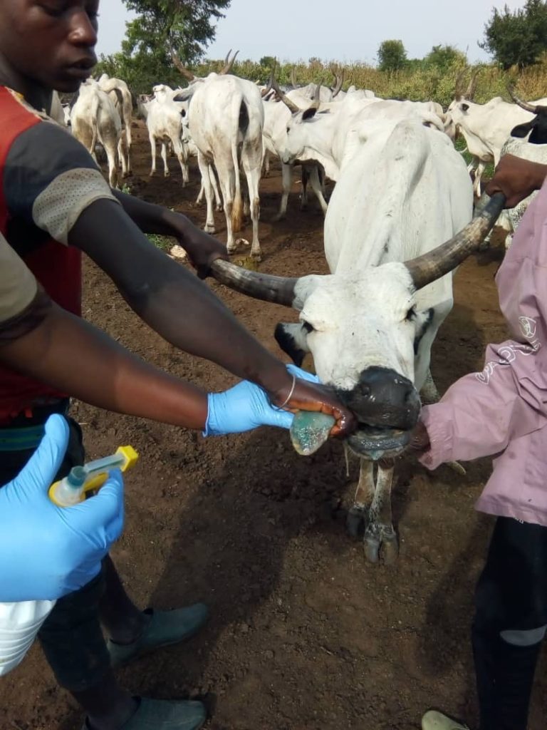 Cow in Nigeria with FMD oral lesions treated with Tri-Solfen (Photo: Peter Windsor)