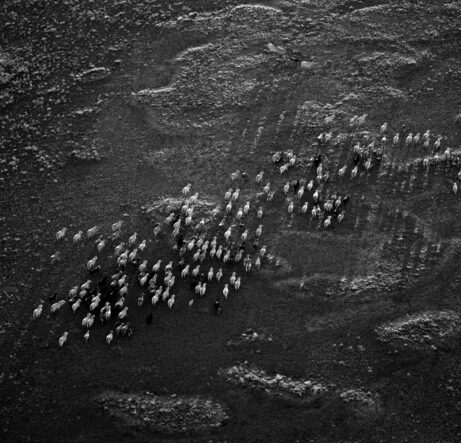 IMG_9992_-7_BW Drone shot of cattle