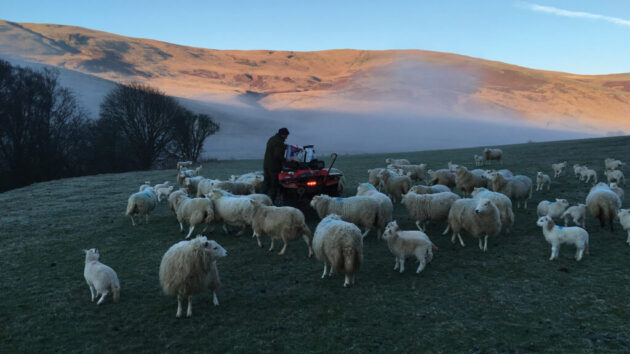medicalethicswalessheep2