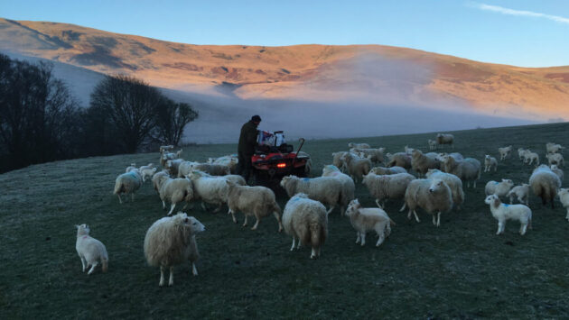 medicalethicswalessheep2